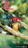 aveselva-_c_190.jpg